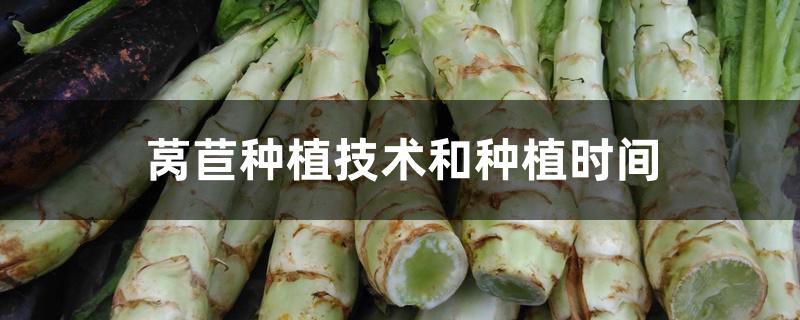 莴苣种植技术和种植时间 莴苣种植技术和种植时间