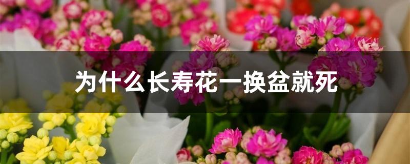 为什么长寿花一换盆就死