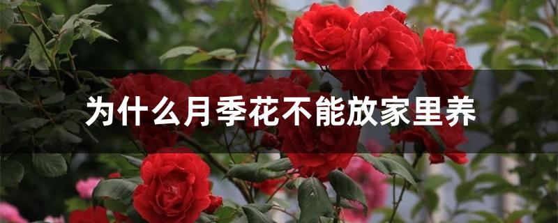 为什么月季花不能放家里养