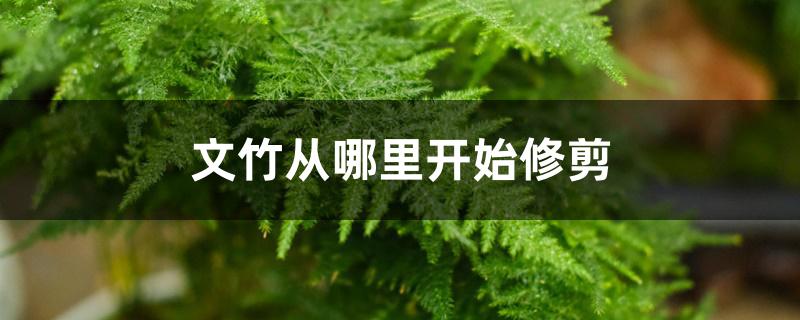 文竹从哪里开始修剪