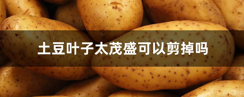 土豆叶子太茂盛可以剪掉吗 土豆叶子太茂盛可以剪掉吗