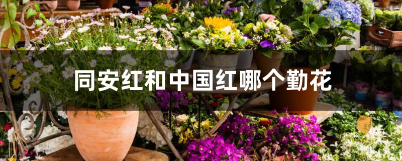 同安红和中国红哪个勤花