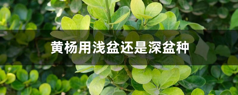 黄杨用浅盆还是深盆种 黄杨用浅盆还是深盆种