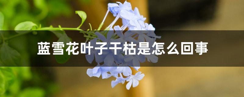 蓝雪花叶子干枯是怎么回事