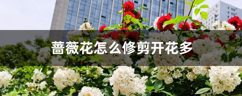蔷薇花怎么修剪开花多 蔷薇花怎么修剪开花多