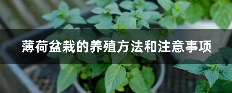 薄荷盆栽的养殖方法和注意事项