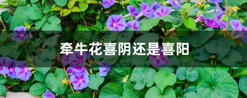 牵牛花喜阴还是喜阳