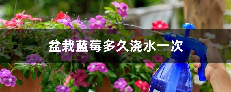 盆栽蓝莓多久浇水一次 盆栽蓝莓多久浇水一次