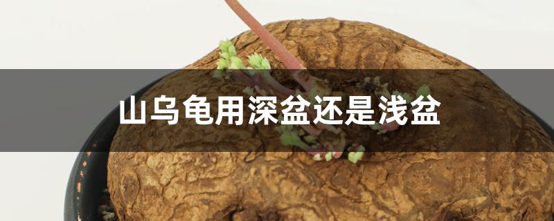 山乌龟用深盆还是浅盆