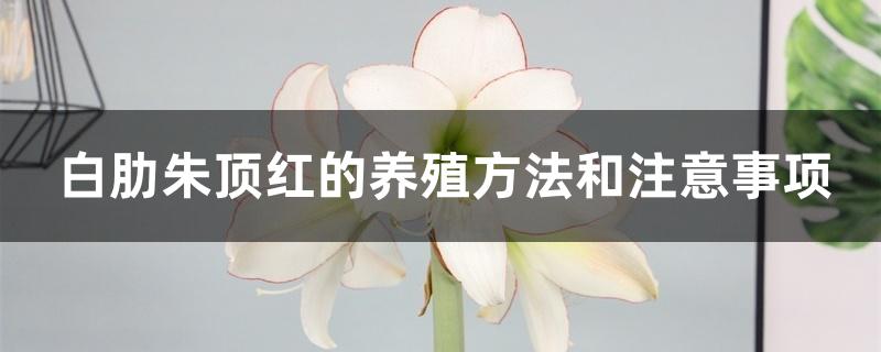 白肋朱顶红的养殖方法和注意事项