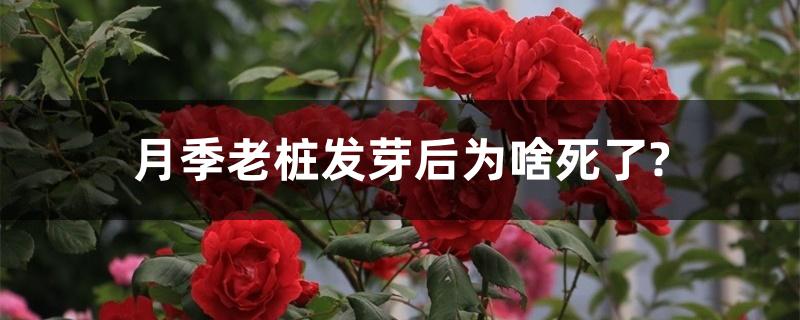 月季老桩发芽后为啥死了?