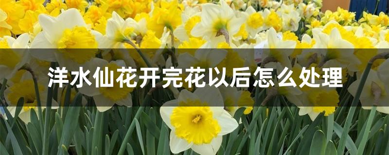 洋水仙花开完花以后怎么处理