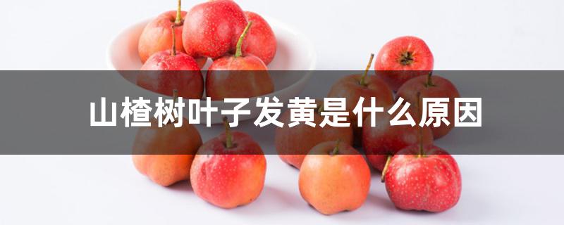 山楂树叶子发黄是什么原因