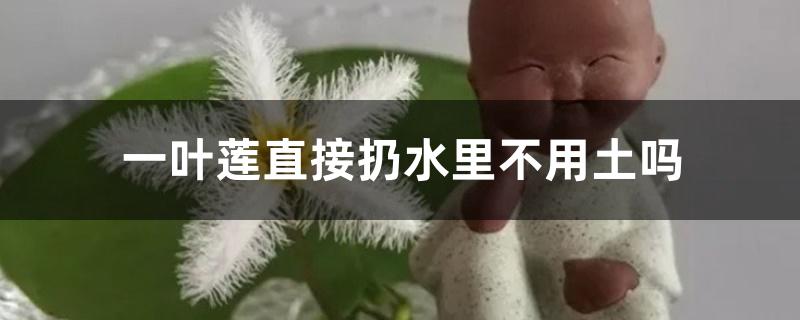 一叶莲直接扔水里不用土吗