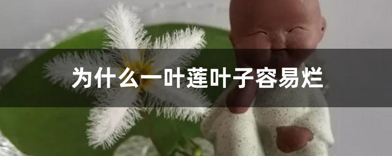为什么一叶莲叶子容易烂 为什么一叶莲叶子容易烂