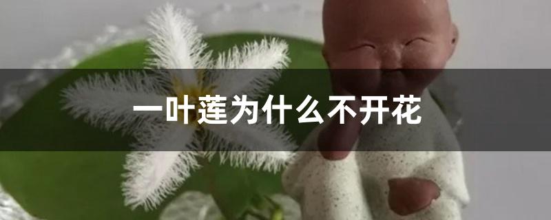 一叶莲为什么不开花