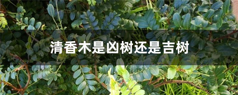 清香木是凶树还是吉树