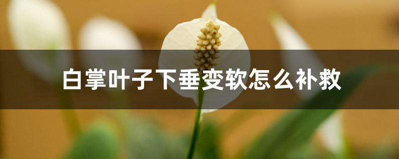 白掌叶子下垂变软怎么补救