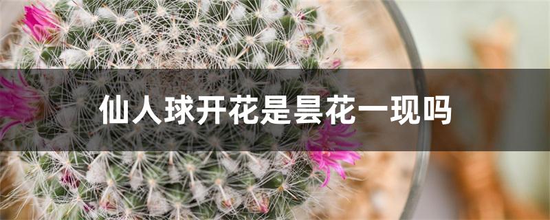 仙人球开花是昙花一现吗