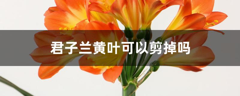 君子兰黄叶可以剪掉吗
