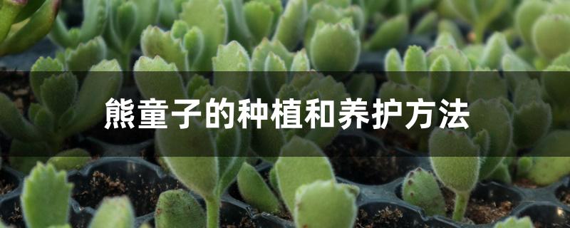 熊童子的种植和养护方法