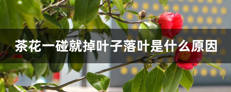 茶花一碰就掉叶子落叶是什么原因