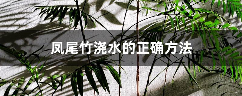 凤尾竹浇水的正确方法