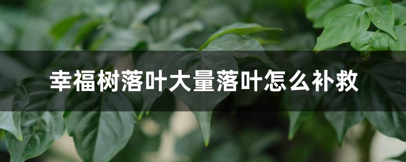 幸福树落叶大量落叶怎么补救