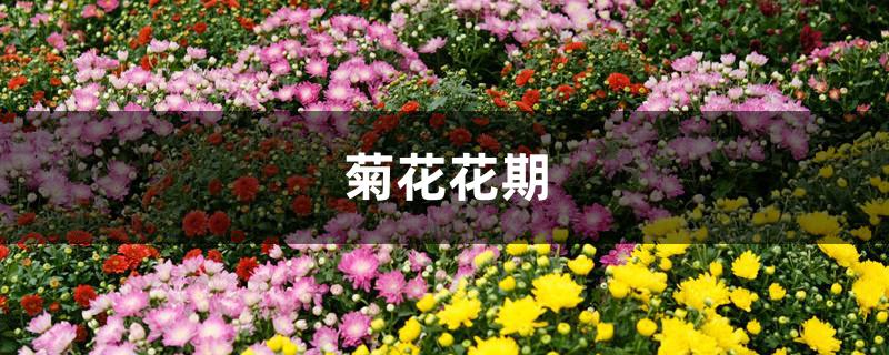 菊花花期