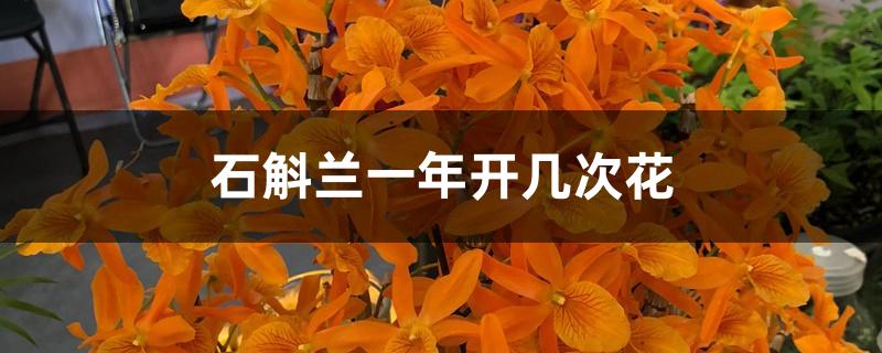 石斛兰一年开几次花