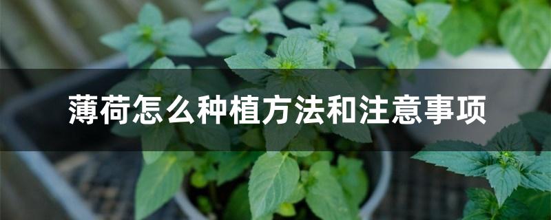 薄荷怎么种植方法和注意事项