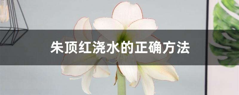 朱顶红浇水的正确方法