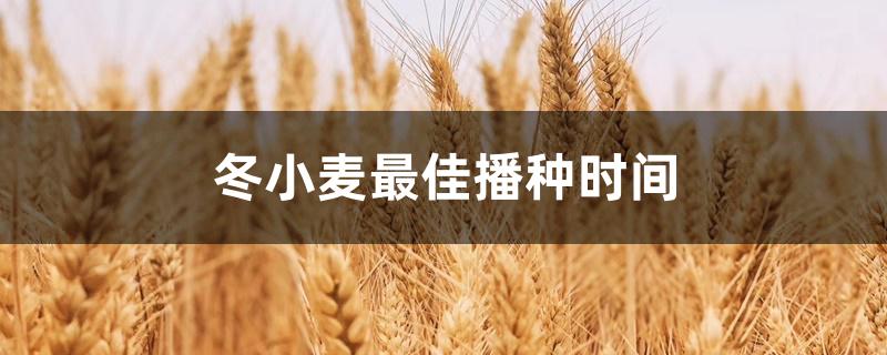 冬小麦最佳播种时间