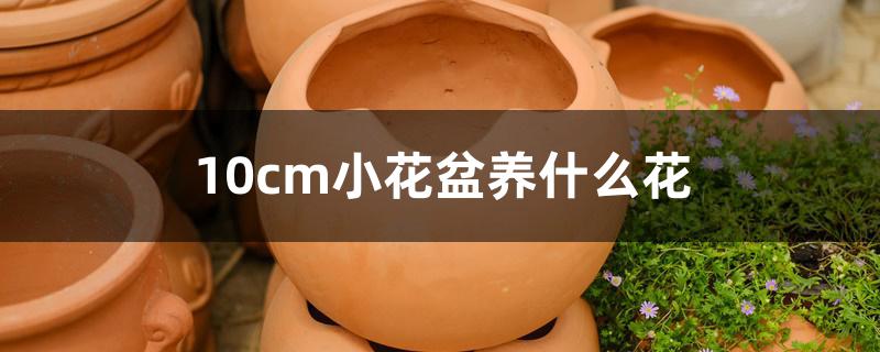 10cm小花盆养什么花 10cm小花盆养什么花