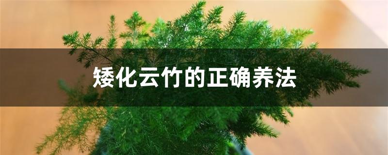 矮化云竹的正确养法