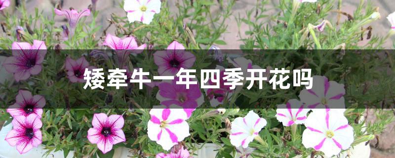 矮牵牛一年四季开花吗