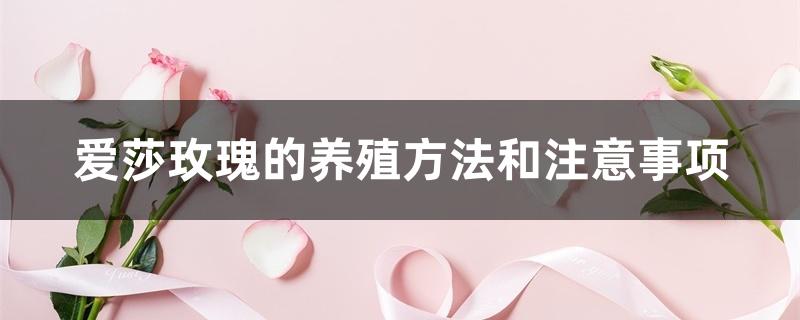 爱莎玫瑰的养殖方法和注意事项