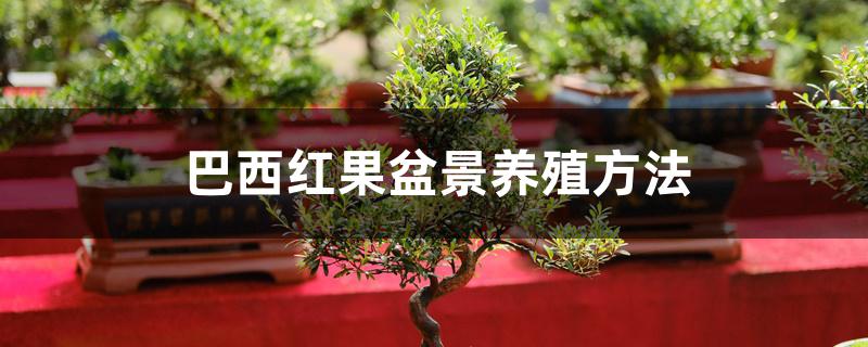 巴西红果盆景养殖方法 巴西红果盆景养殖方法