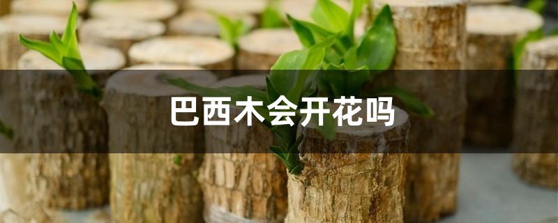 巴西木会开花吗 巴西木会开花吗