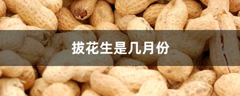 拔花生是几月份 拔花生是几月份
