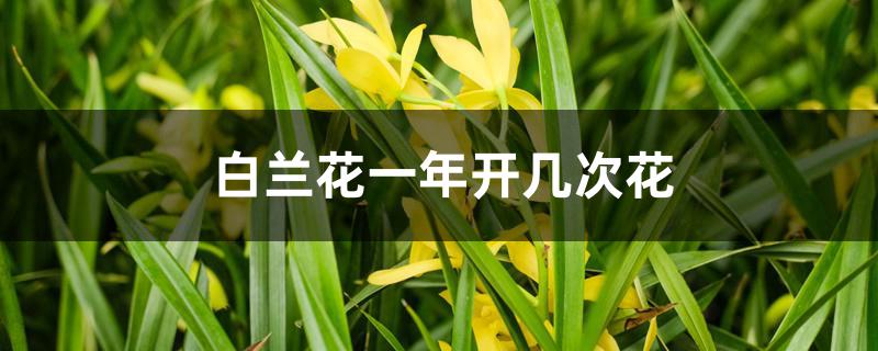 白兰花一年开几次花