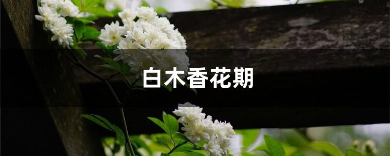 白木香花期