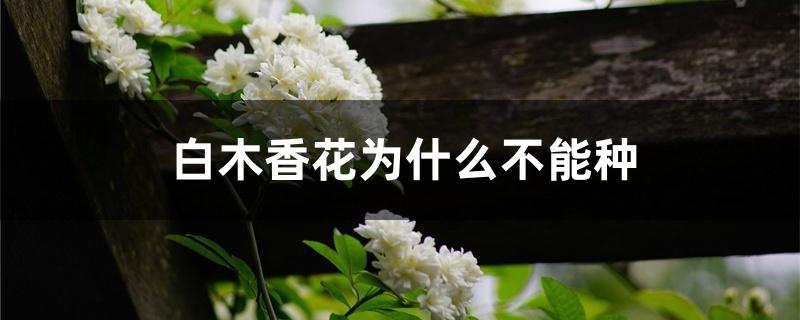 白木香花为什么不能种