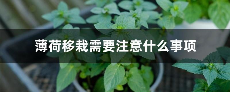 薄荷移栽需要注意什么事项 薄荷移栽需要注意什么事项
