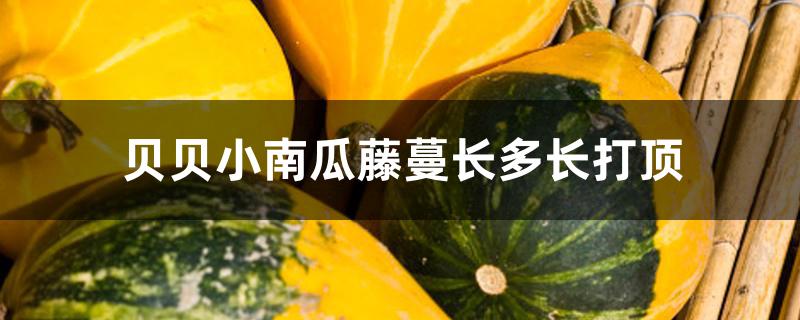 贝贝小南瓜藤蔓长多长打顶