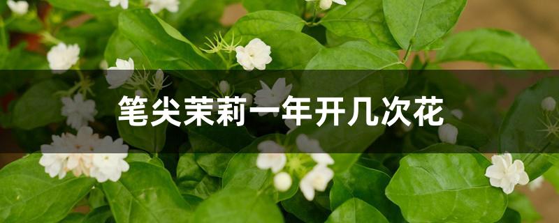 笔尖茉莉一年开几次花