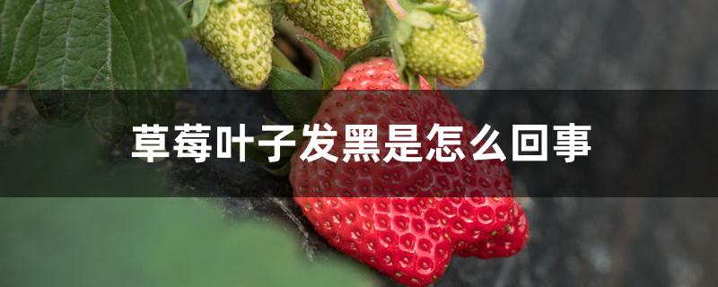 草莓叶子发黑是怎么回事