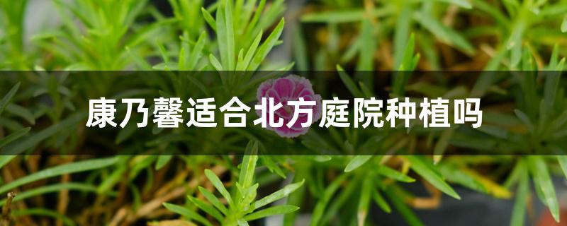 康乃馨适合北方庭院种植吗