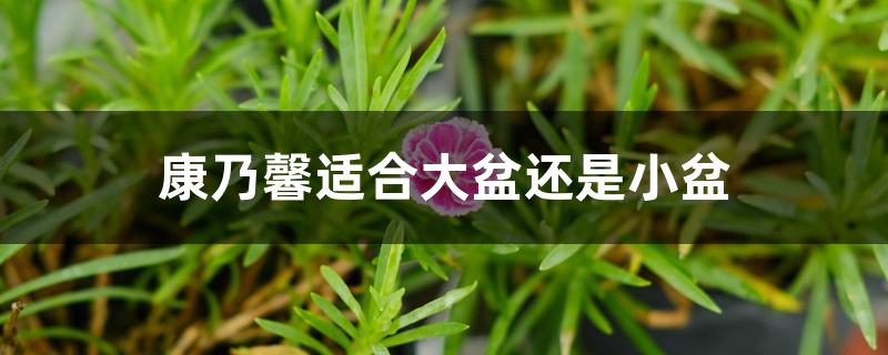 康乃馨适合大盆还是小盆