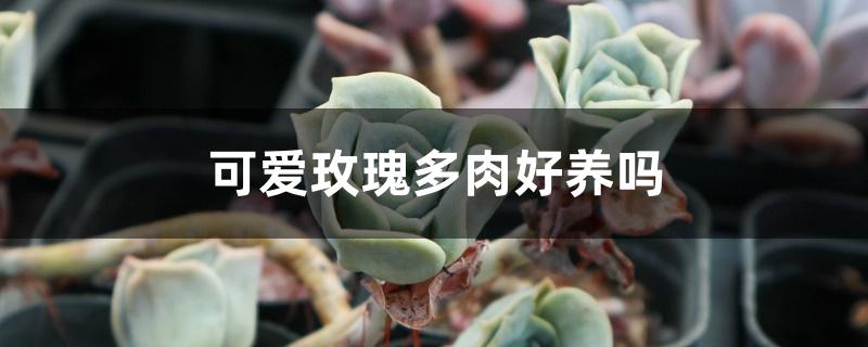 可爱玫瑰多肉好养吗